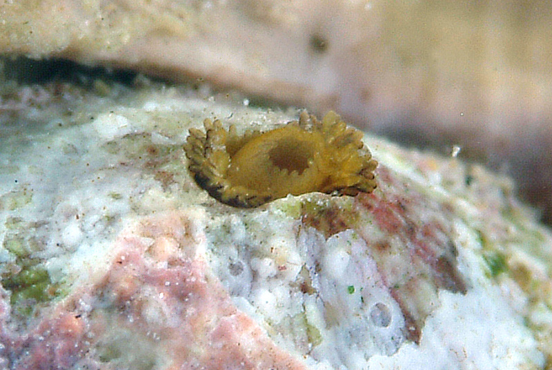Diodora sp.